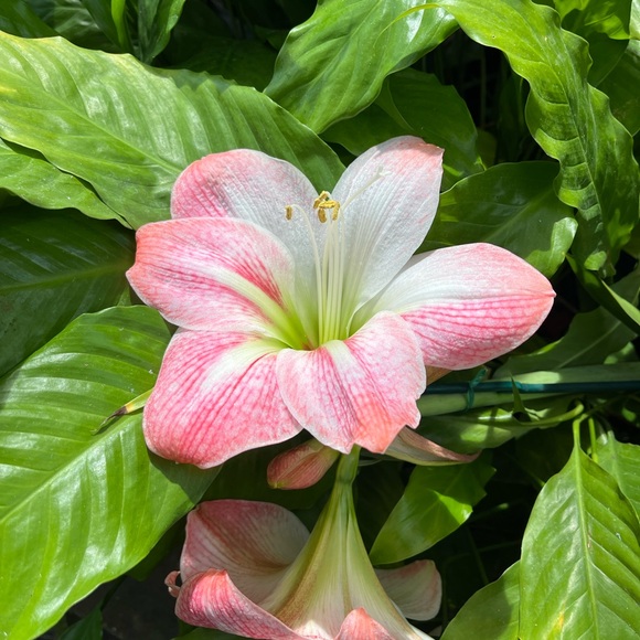 Meet your Posher, Amber - Picture 1 of 1